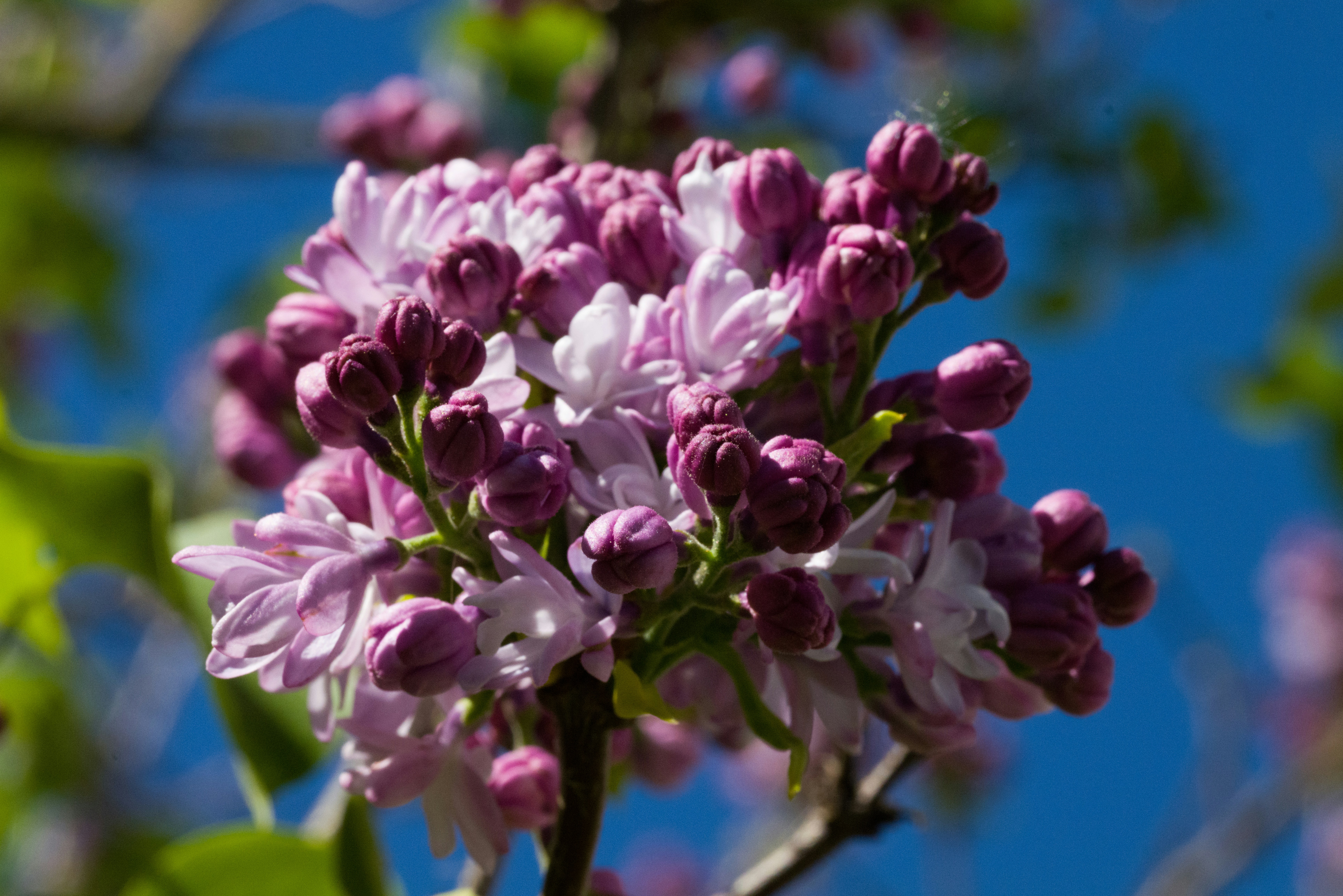 Photo by georgeiermann