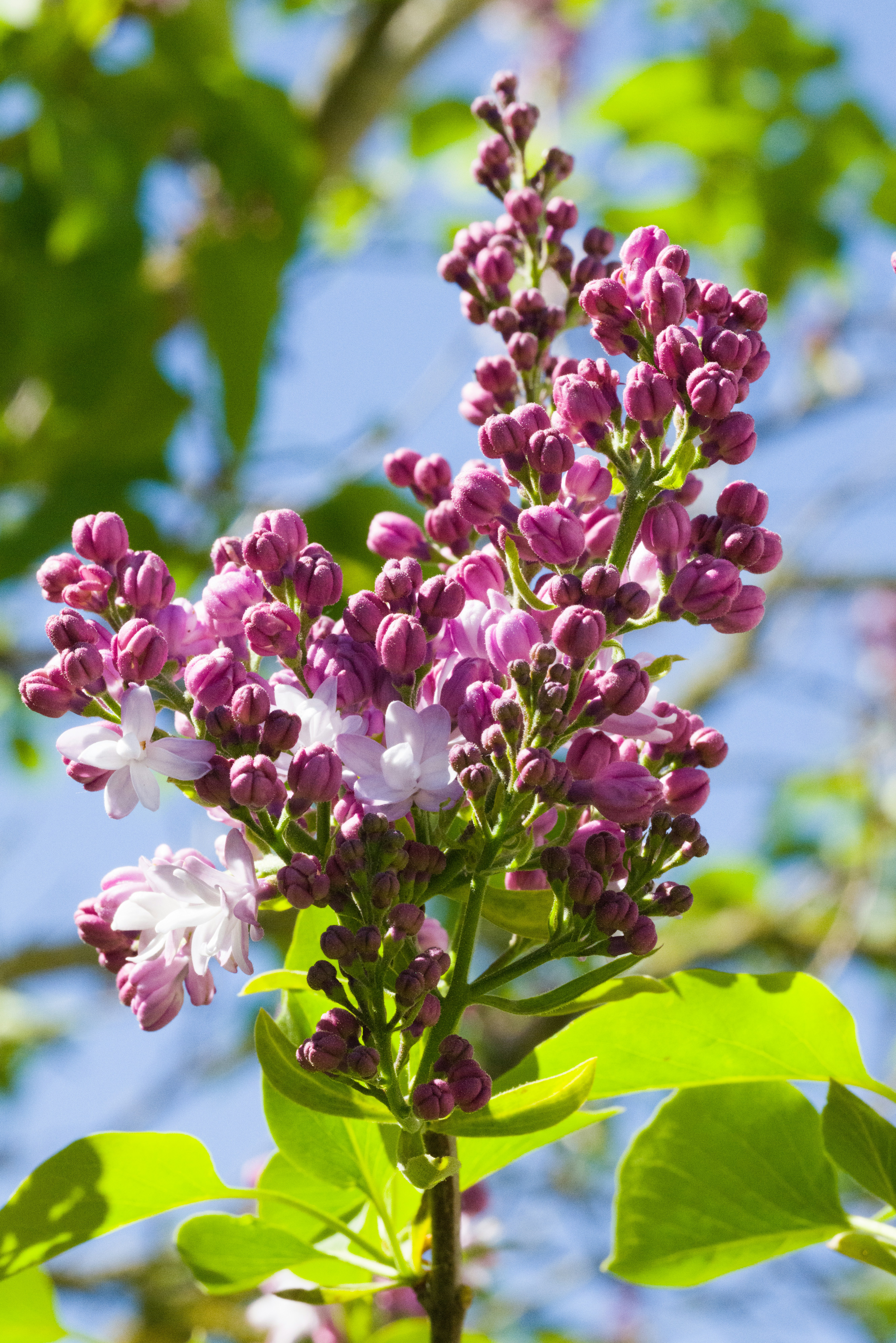 Photo by georgeiermann