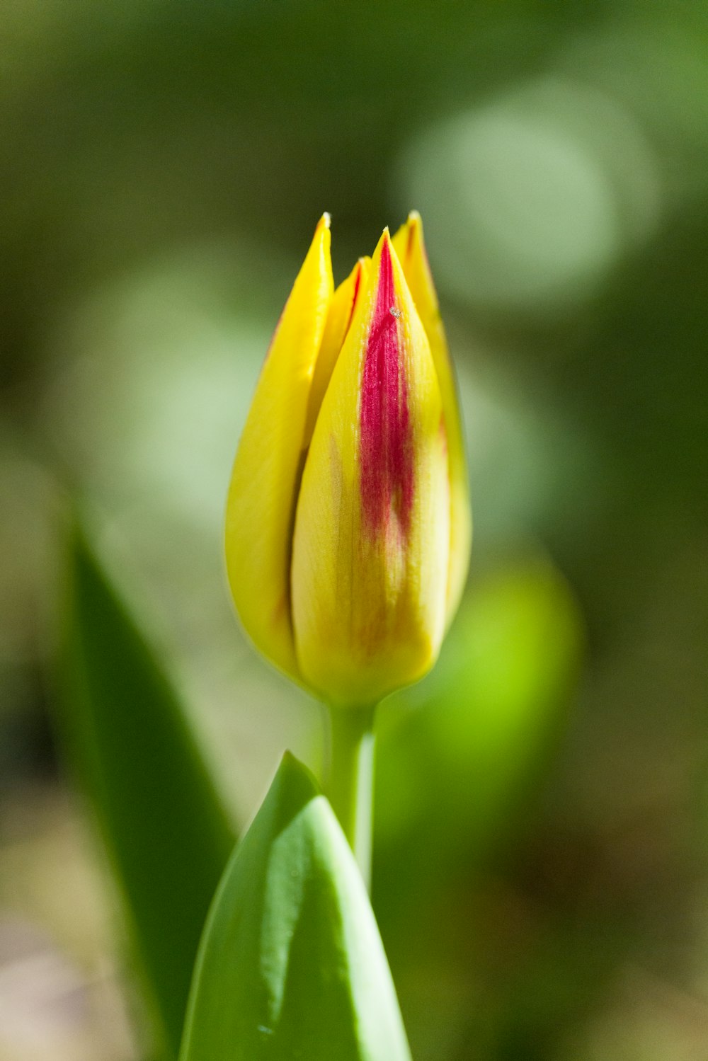 a close up of a yellow and red flower