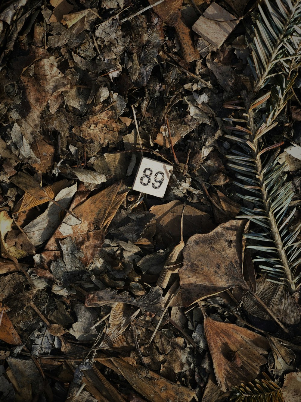 a close up of a number on a pile of leaves
