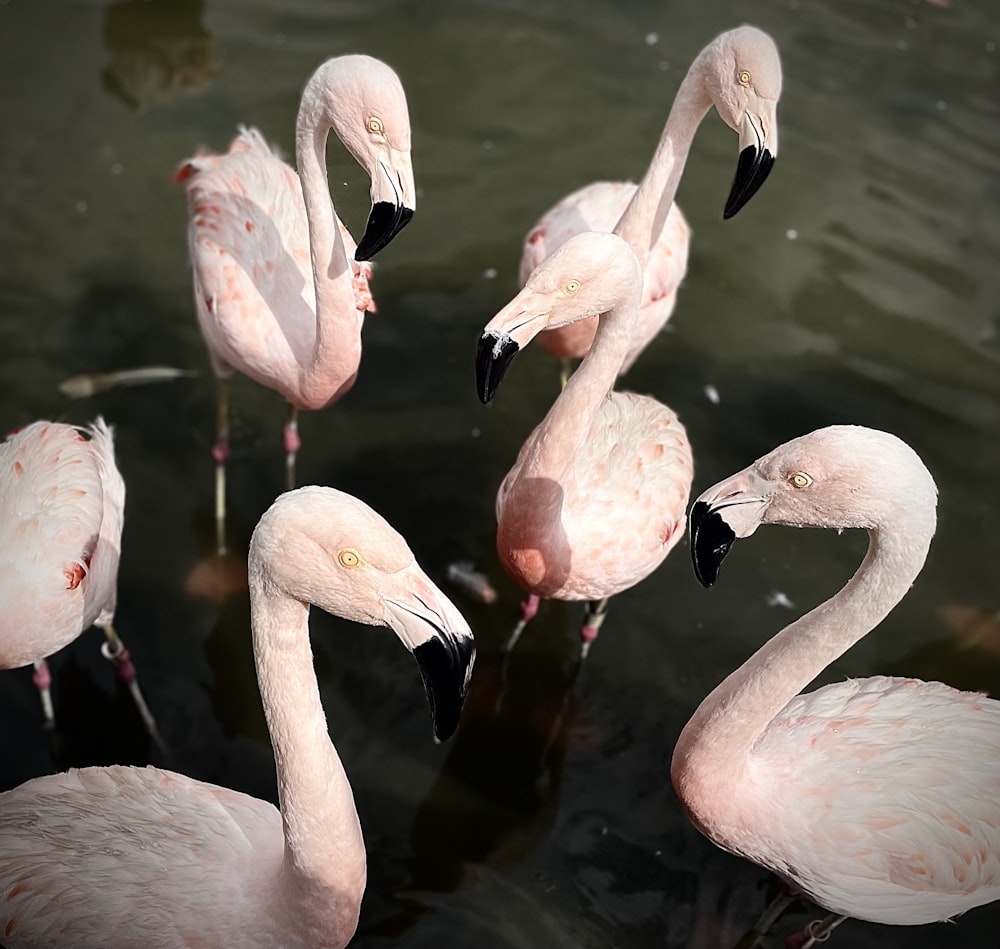 Eine Gruppe rosa Flamingos im Wasser