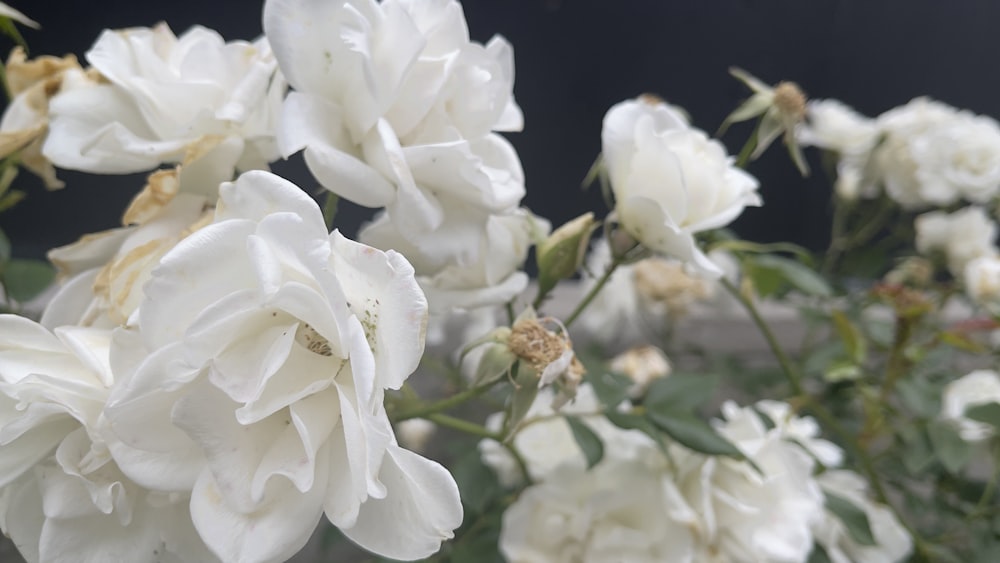 um ramo de flores brancas que estão em um vaso