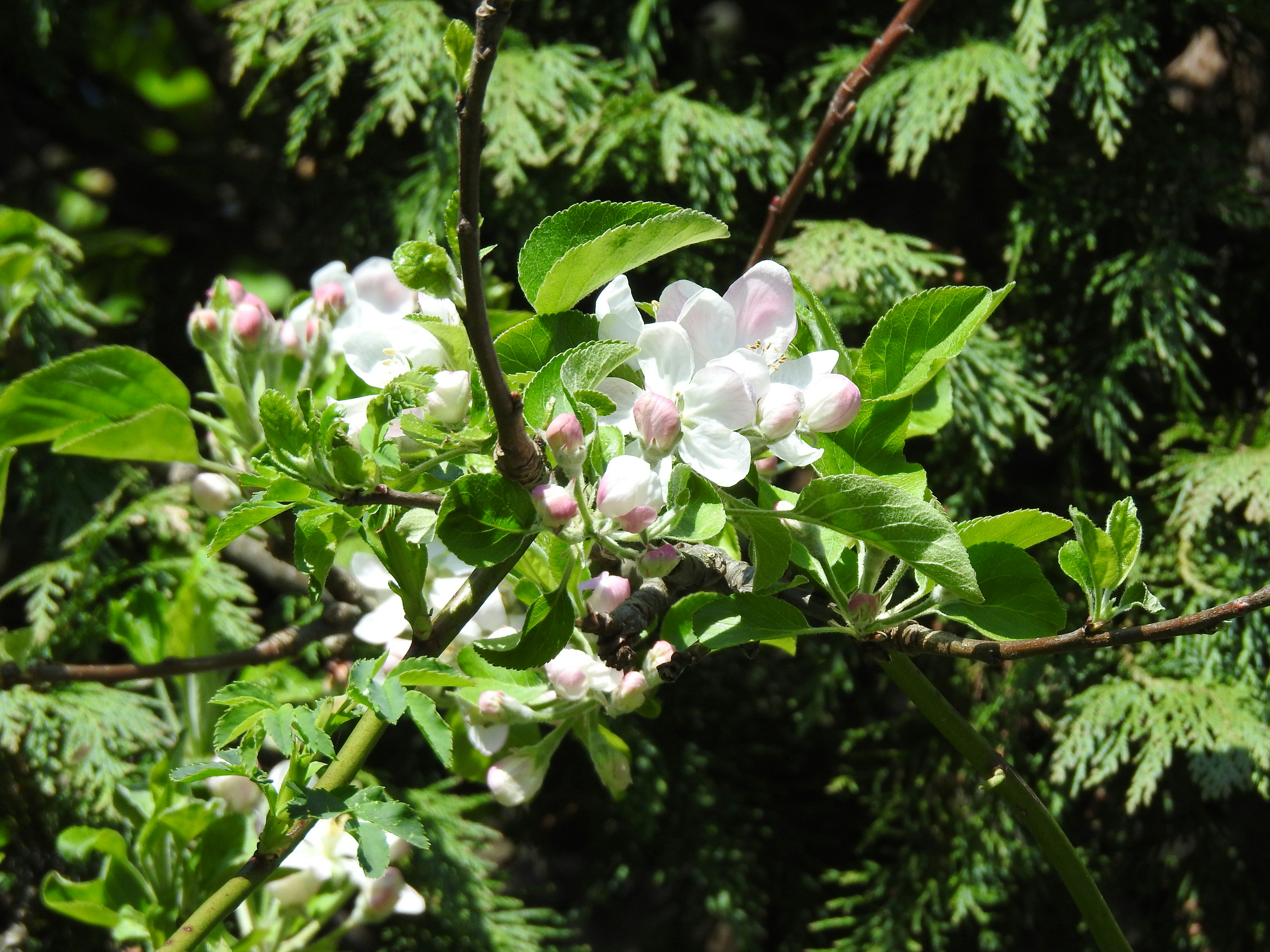 Photo by vijaychadha