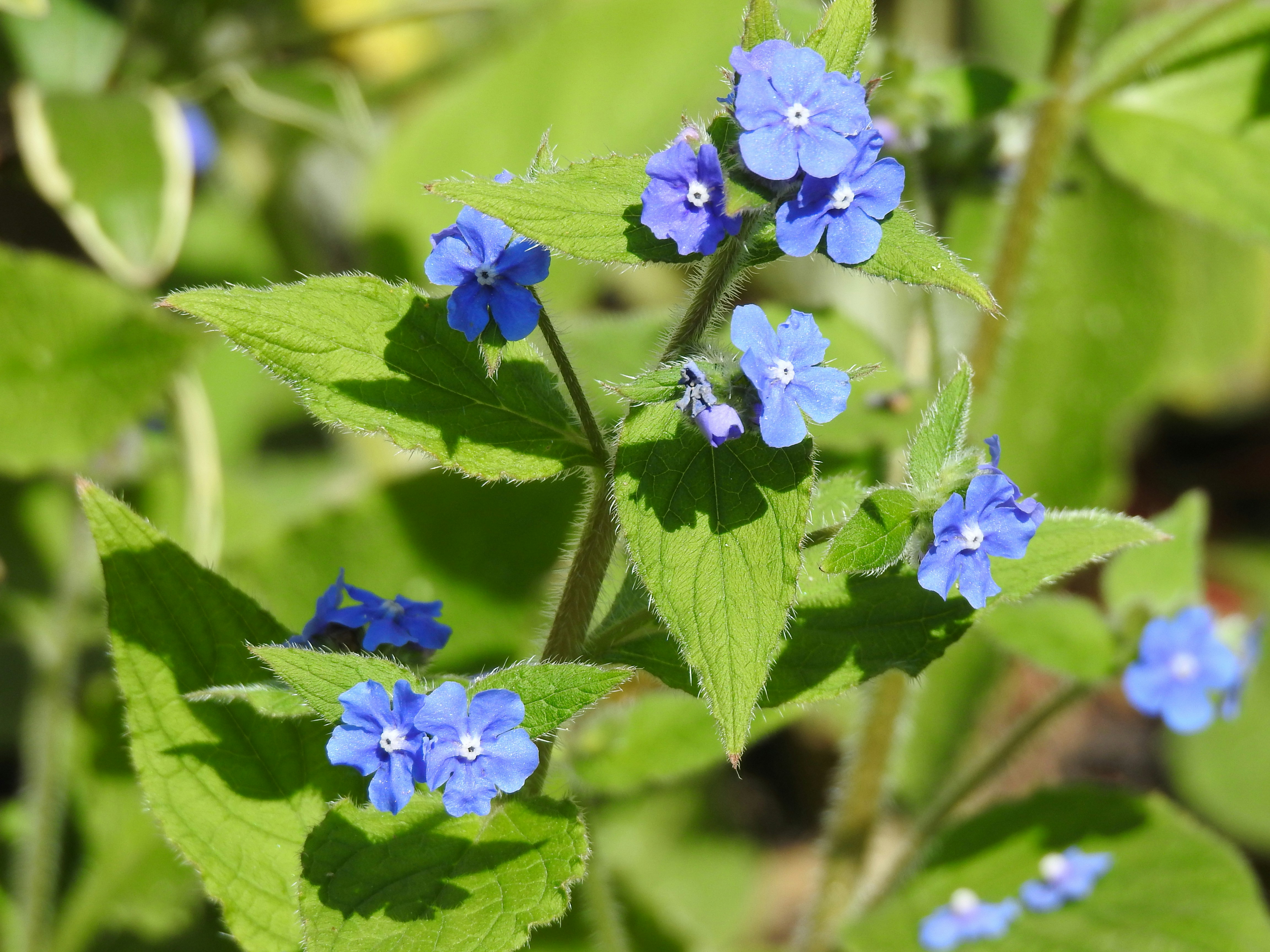 Photo by vijaychadha