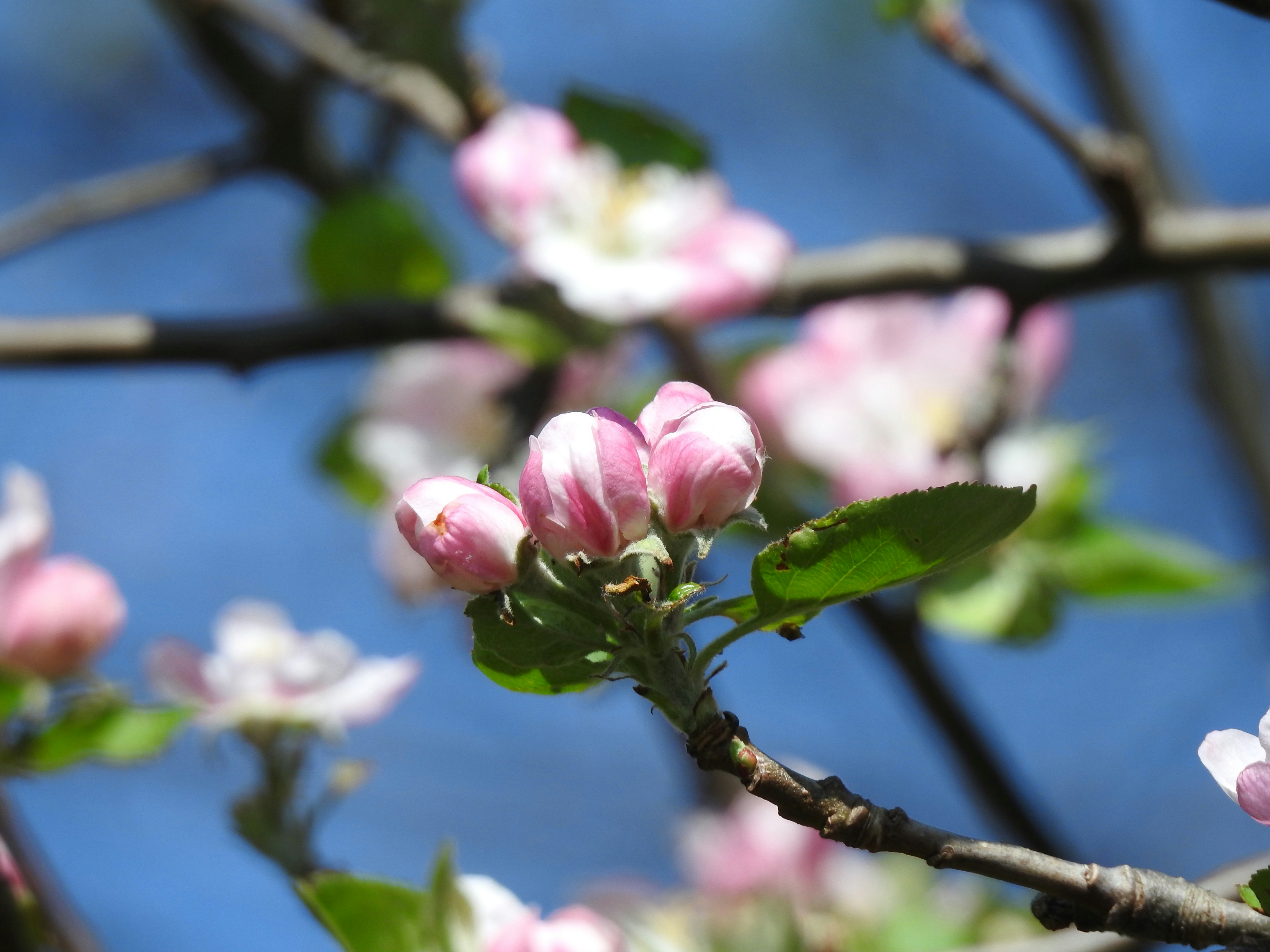 Photo by vijaychadha