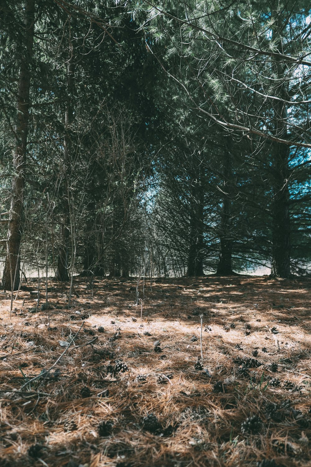 a forest with lots of trees and grass