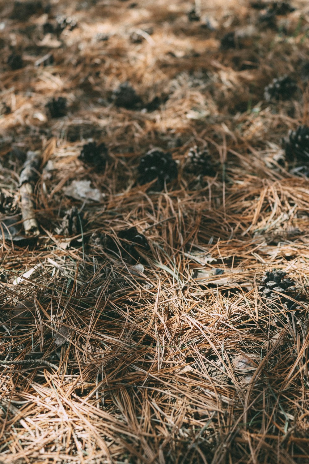 a close up of a bunch of pine cones on the ground