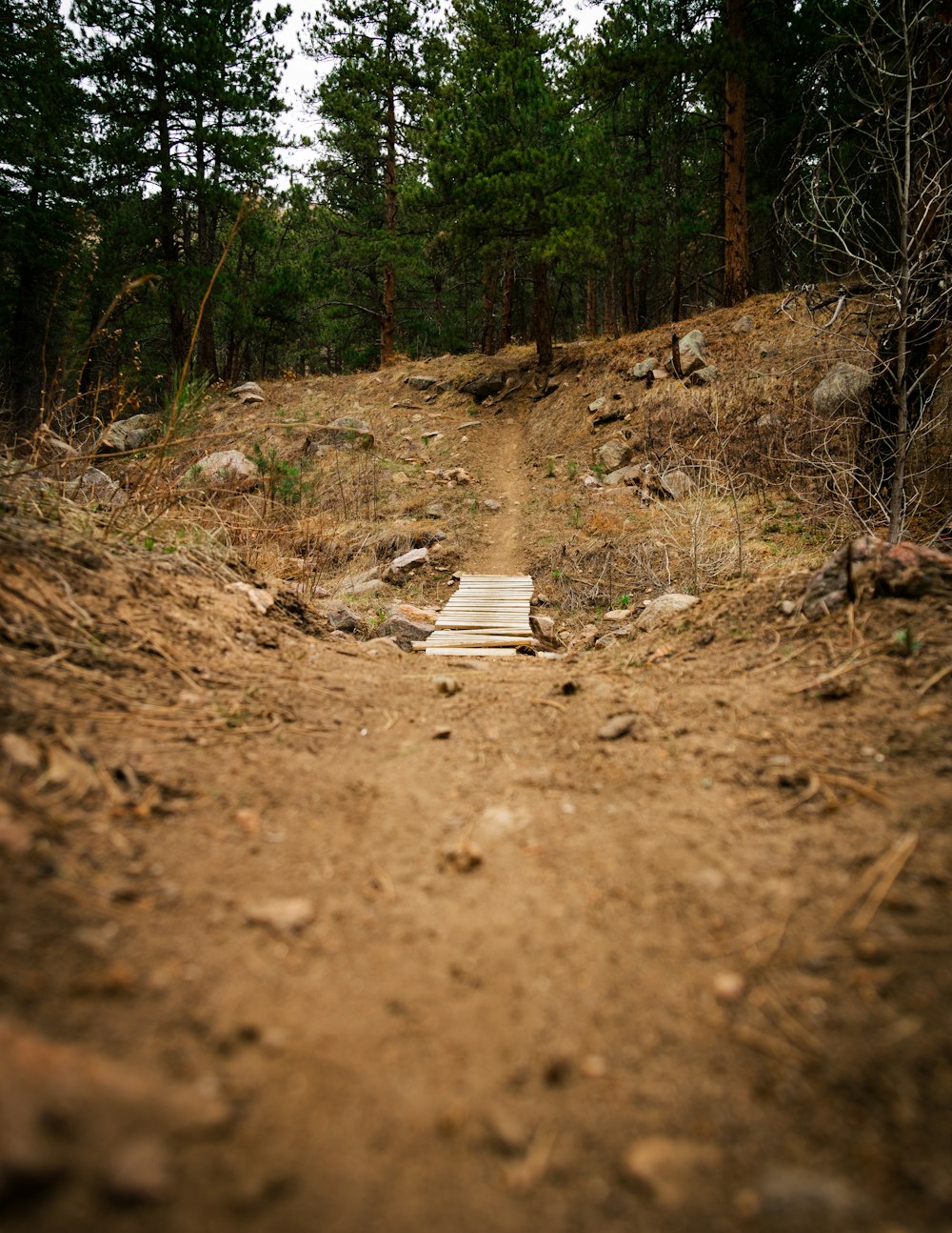 a dirt path in the middle of a forest