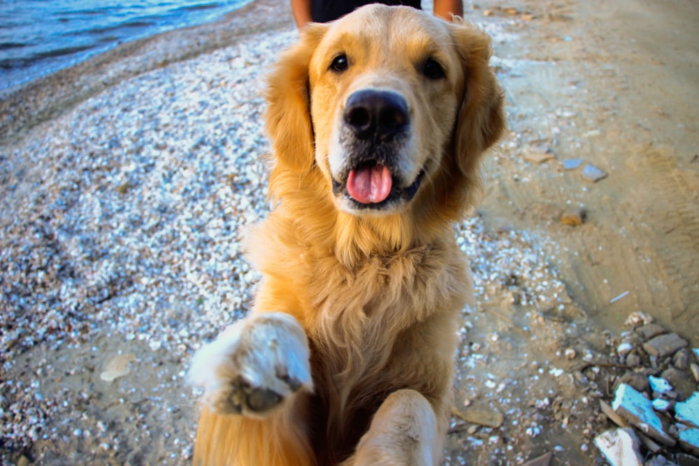 a dog sitting on a beach with its paws up