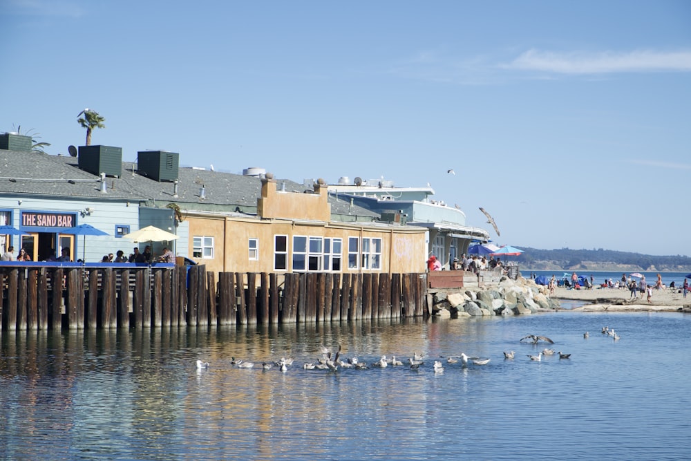 a group of birds sitting on top of a body of water