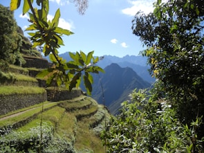 Lush green terraces of the Alawite mountains under a clear blue sky.