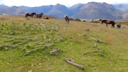 A scenic landscape of Barre des Cévennes with horses roaming freely.
