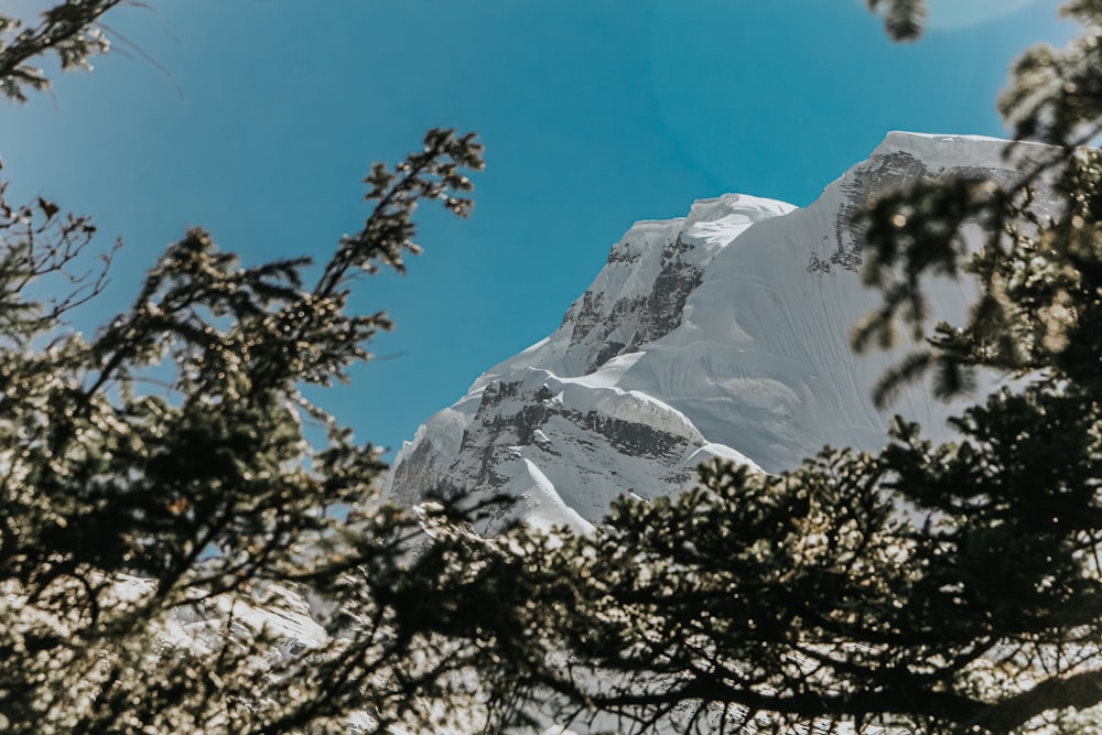 a view of a snow covered mountain through some trees