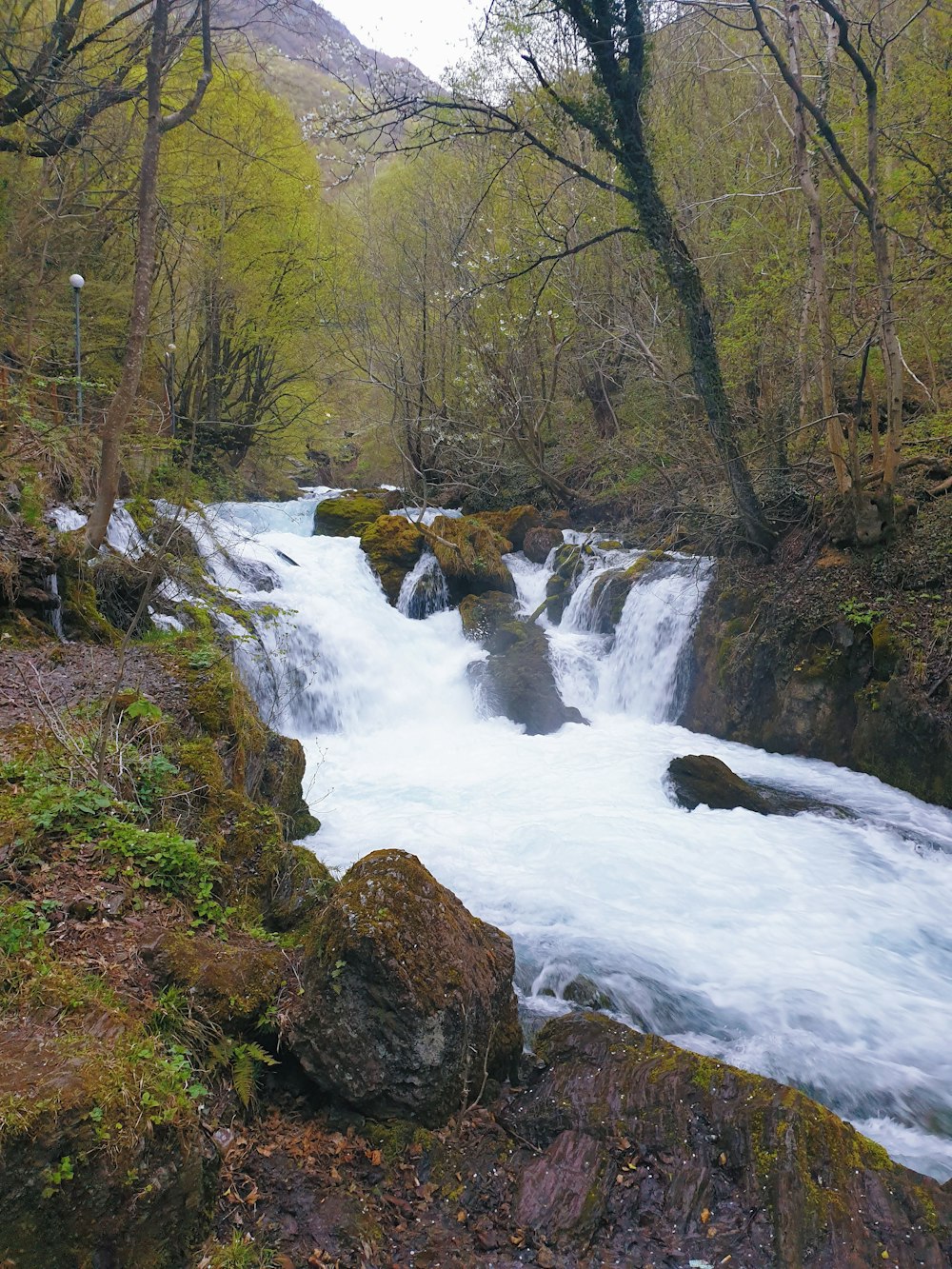 a river running through a lush green forest