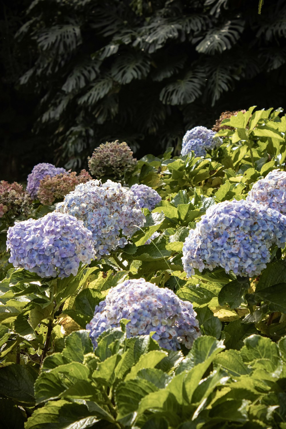 a bunch of blue and purple flowers in a garden