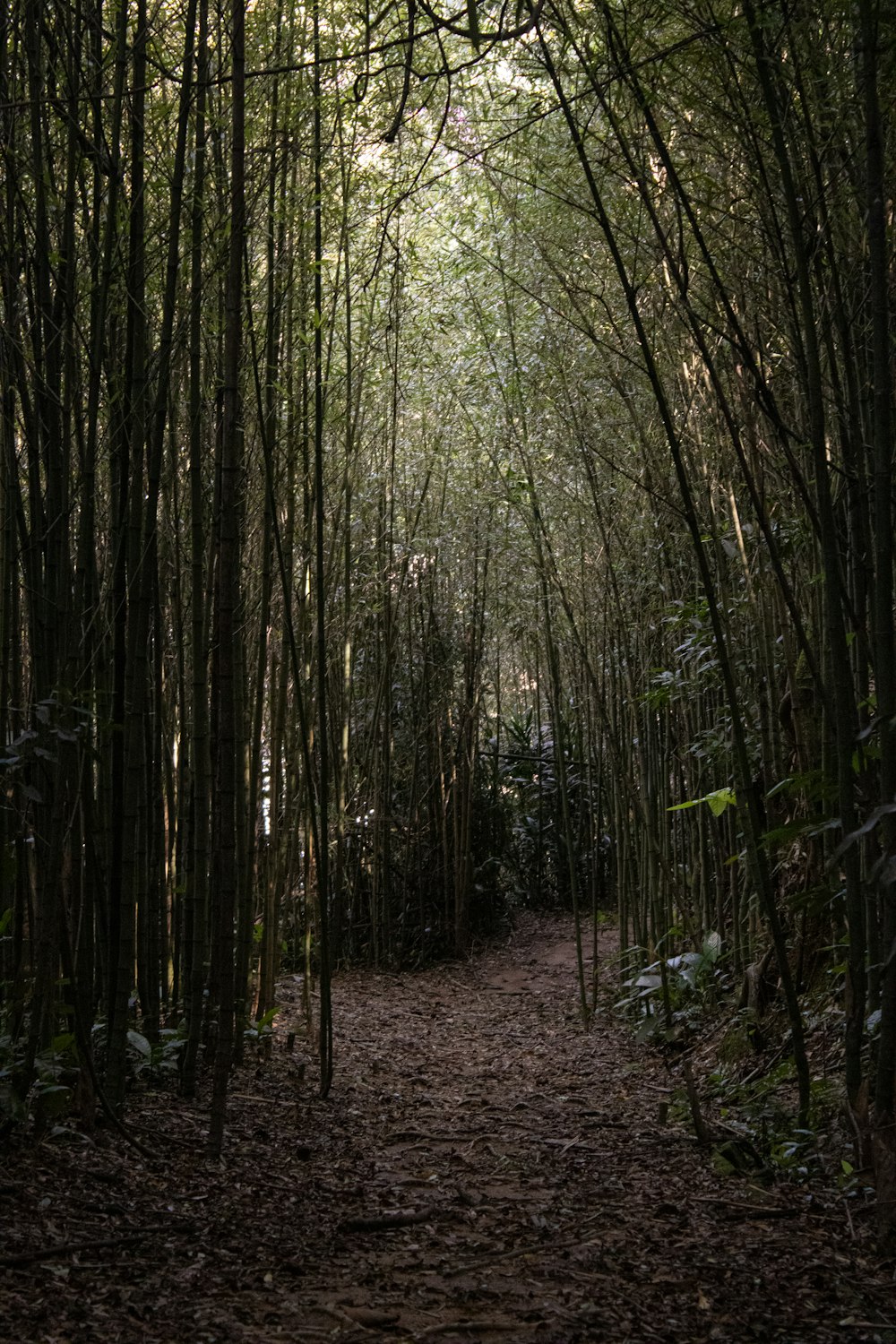 a path in the middle of a bamboo forest