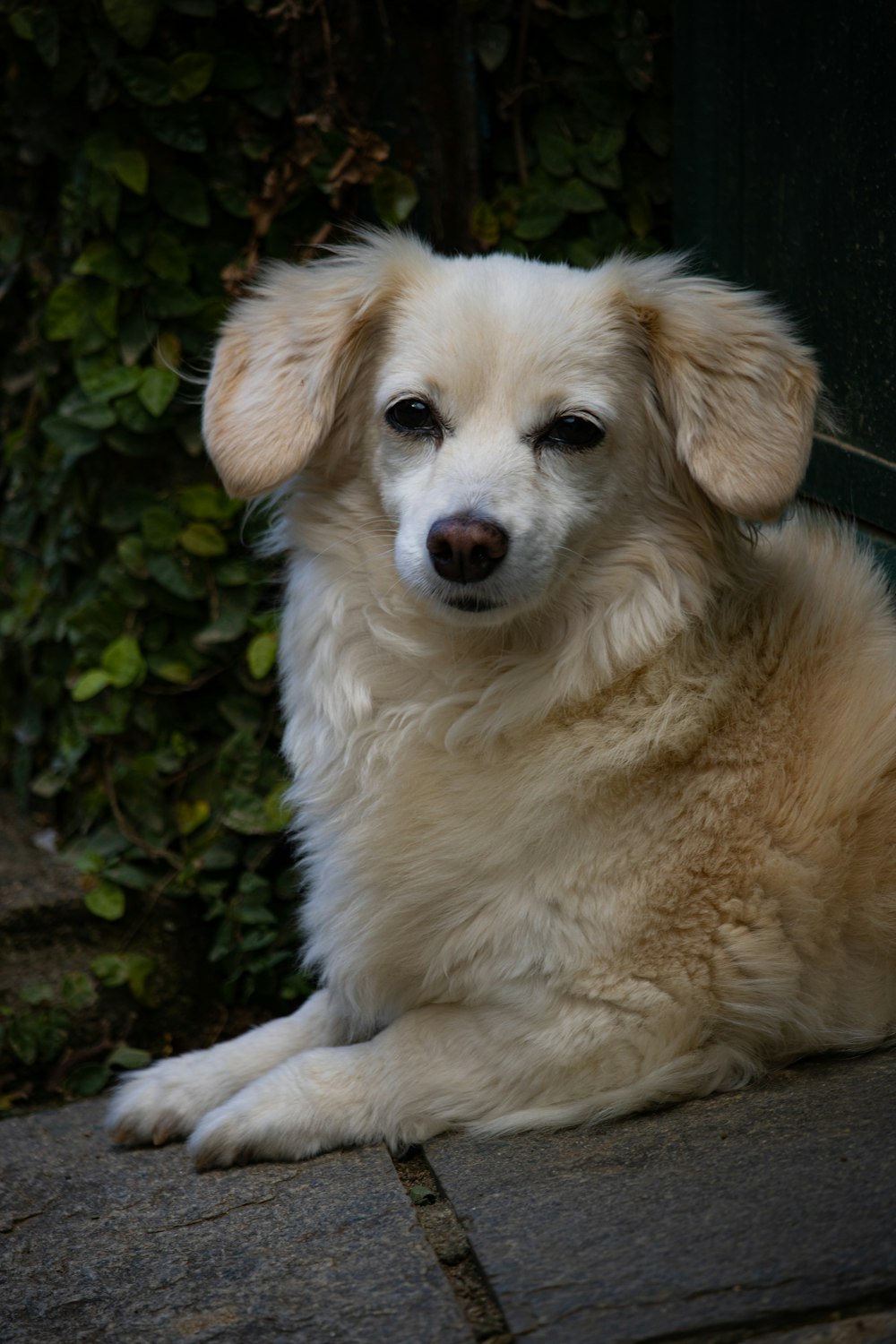 a large white dog sitting on top of a sidewalk