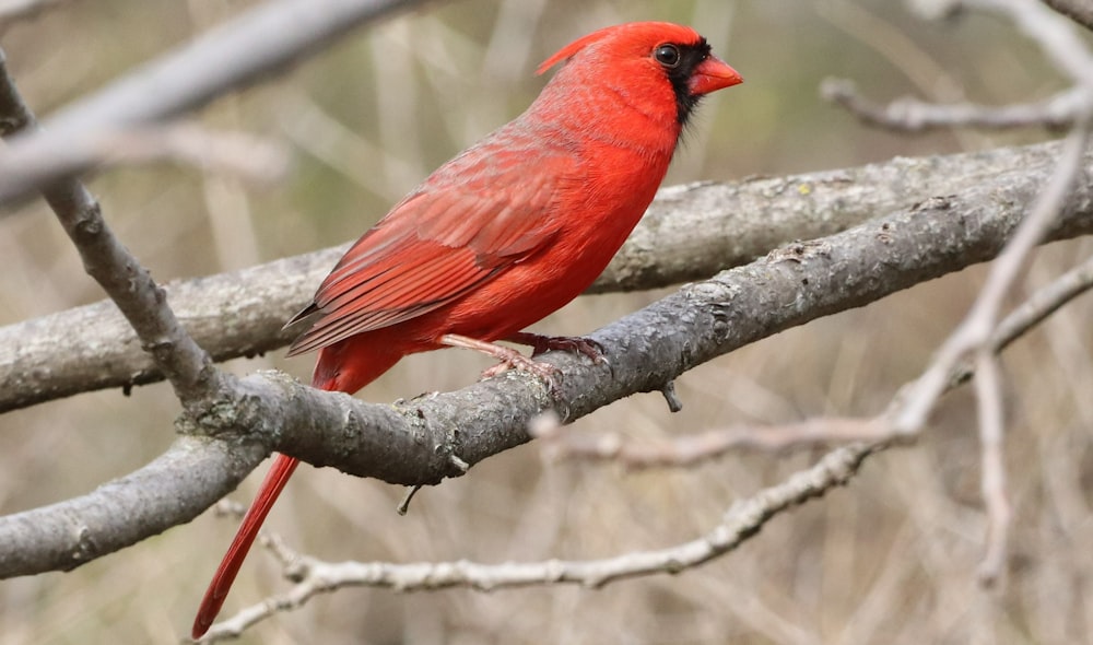 a red bird perched on a tree branch