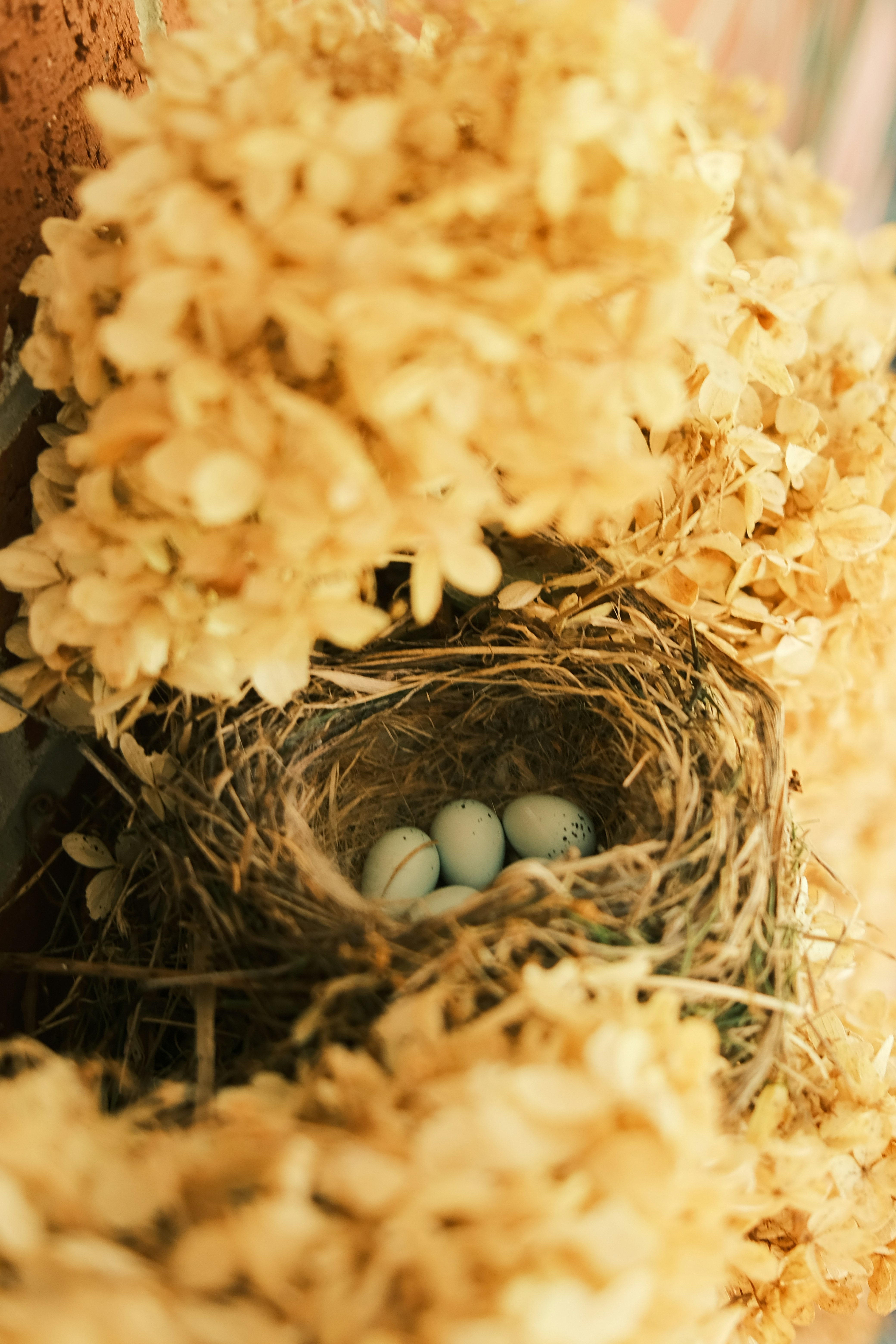 a bird nest with three eggs in it