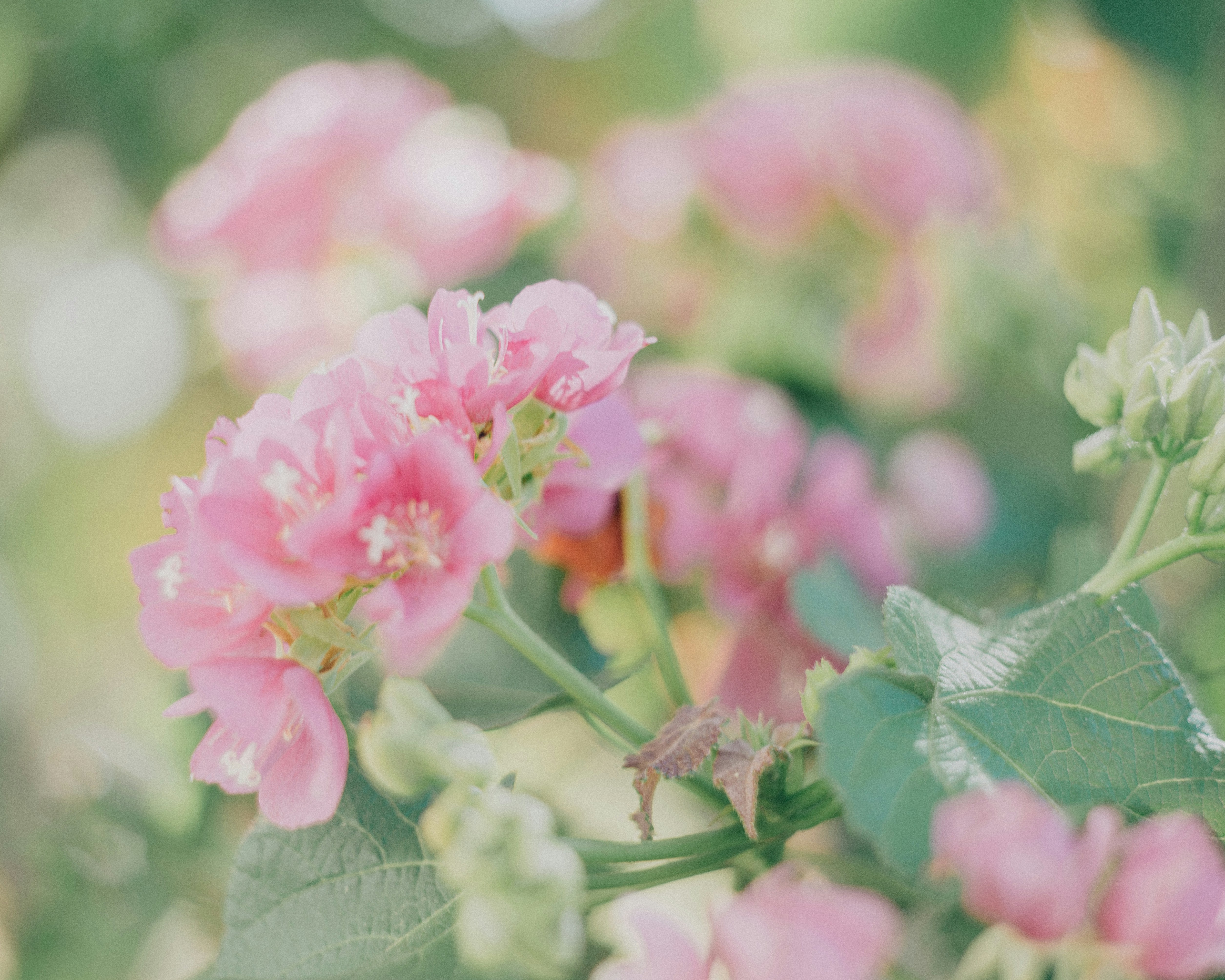 Photo by taiyoushounen