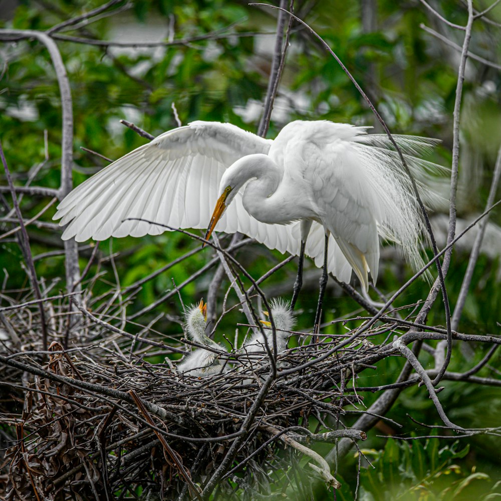 a large white bird standing on top of a nest