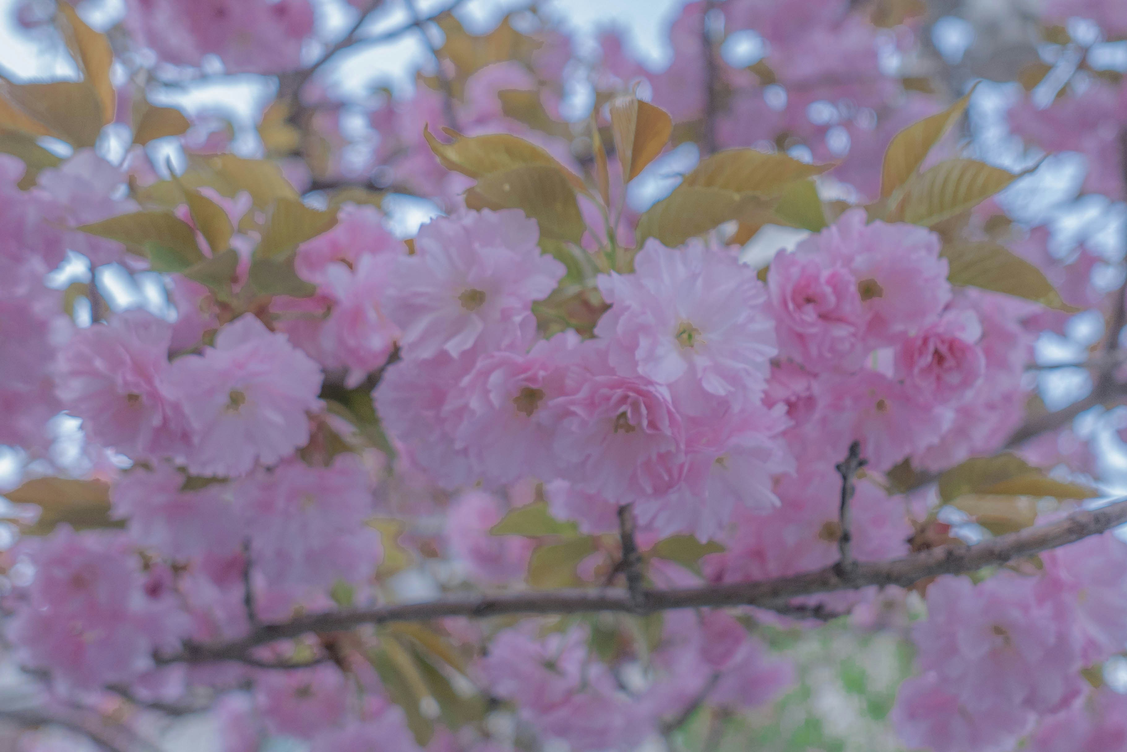 Photo by beyond_the_dream