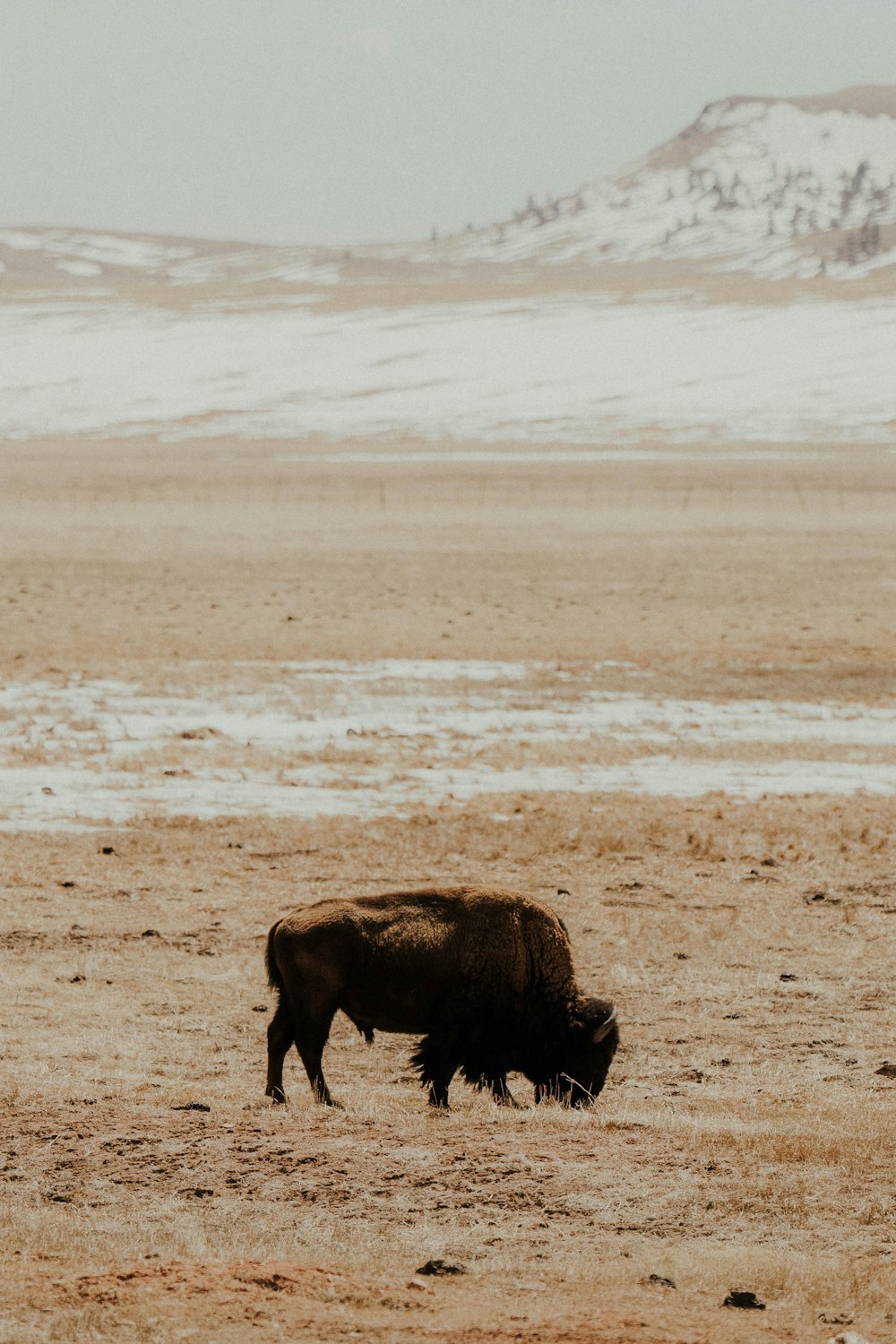 a lone bison grazes in a barren field