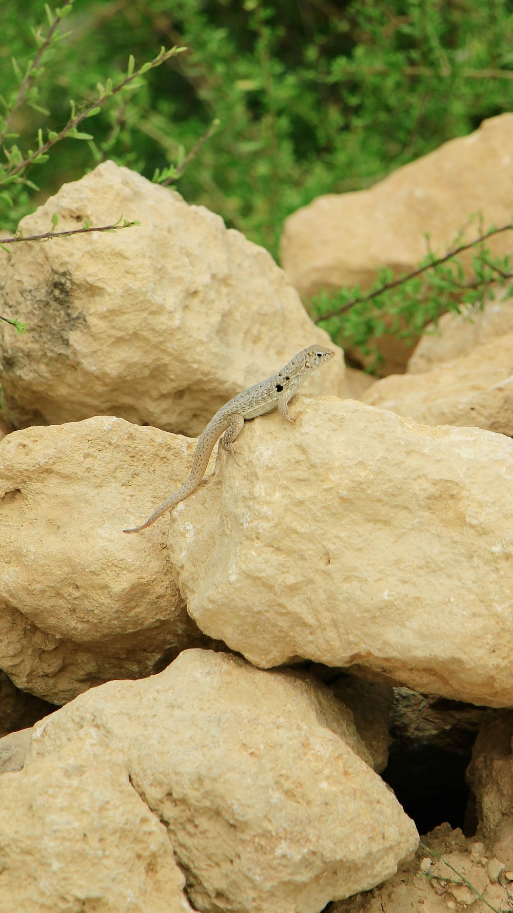 a lizard sitting on top of a pile of rocks