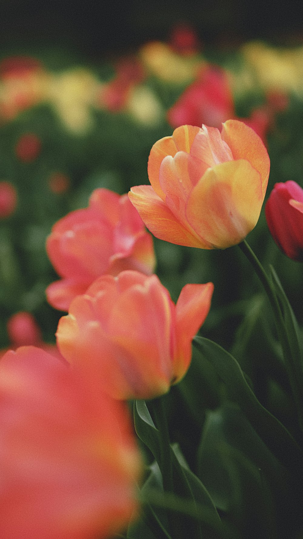 a bunch of flowers that are in the grass