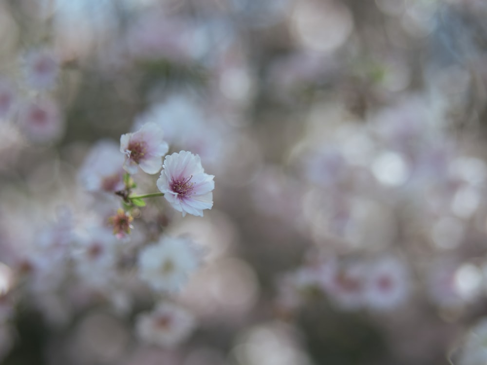 Un primer plano de una flor con un fondo borroso