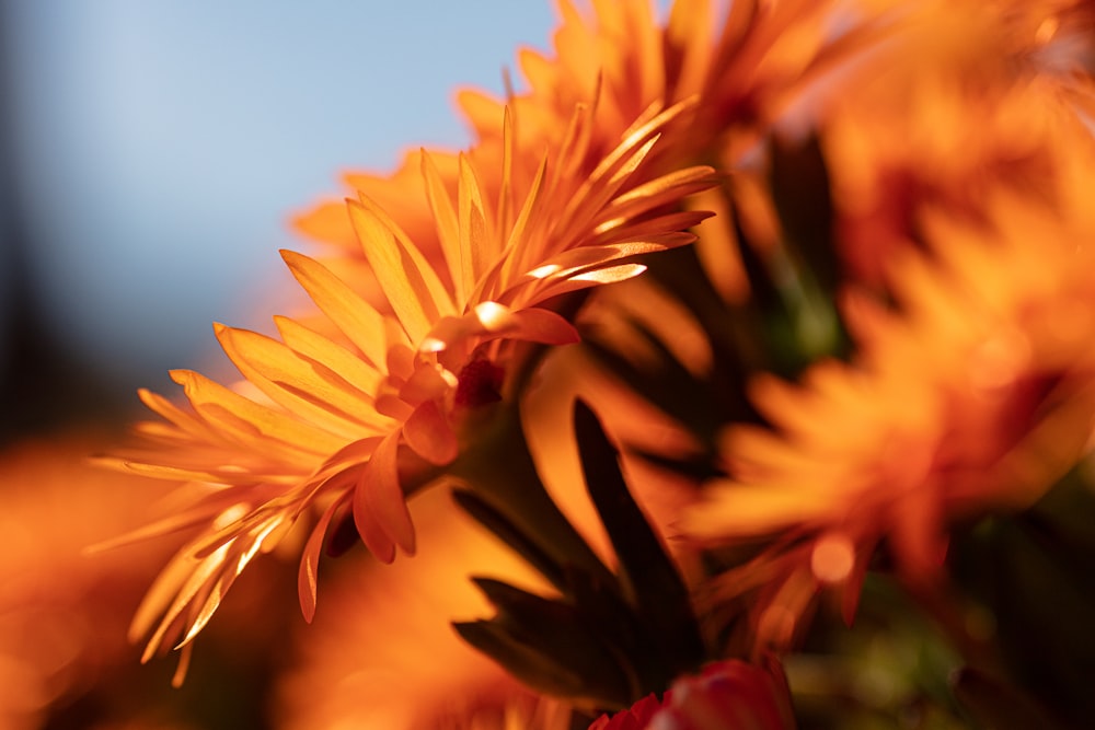 Eine Nahaufnahme eines Straußes orangefarbener Blumen