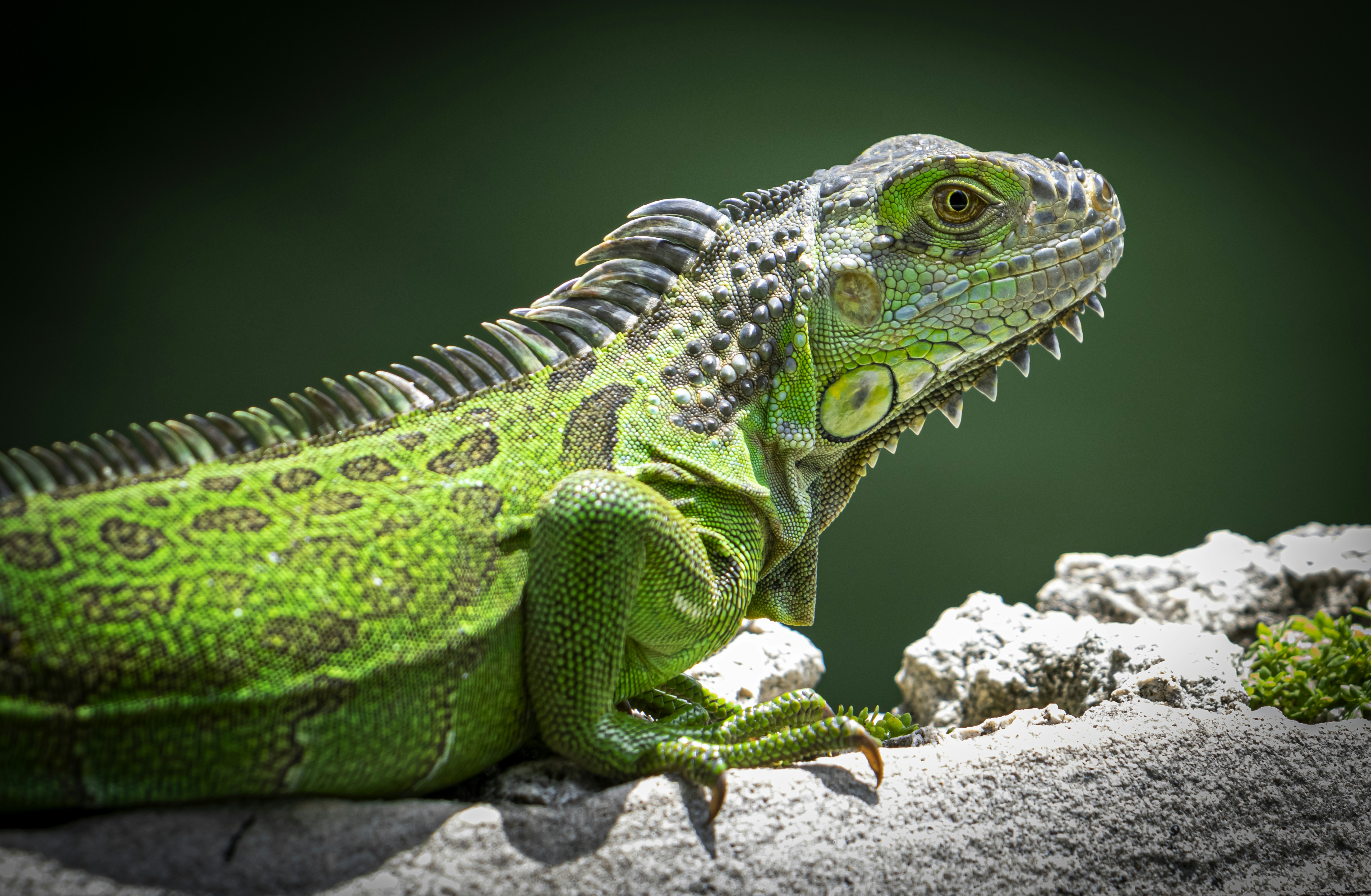 a close up of a lizard on a rock