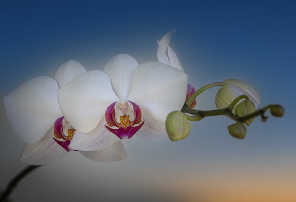 a close up of a flower with a sky background