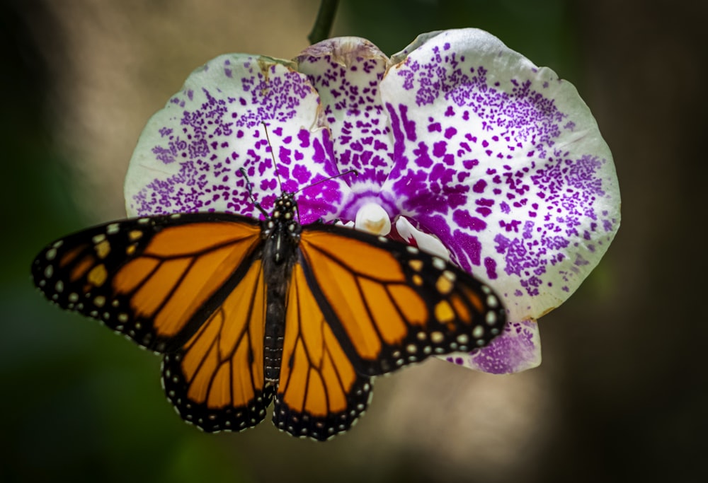 una farfalla seduta su un fiore viola e bianco