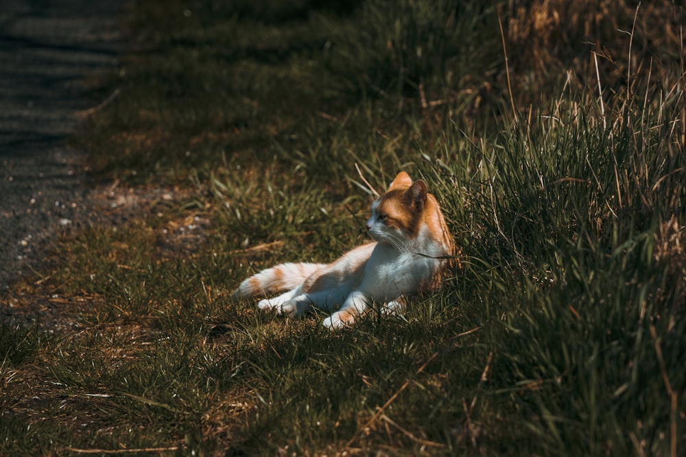 un petit chien allongé sur le dos dans l’herbe