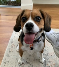A happy dog sitting on a clean carpet, with no visible stains or odors.