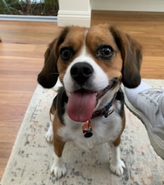 A happy dog sitting on a clean carpet, with no visible stains or odors.