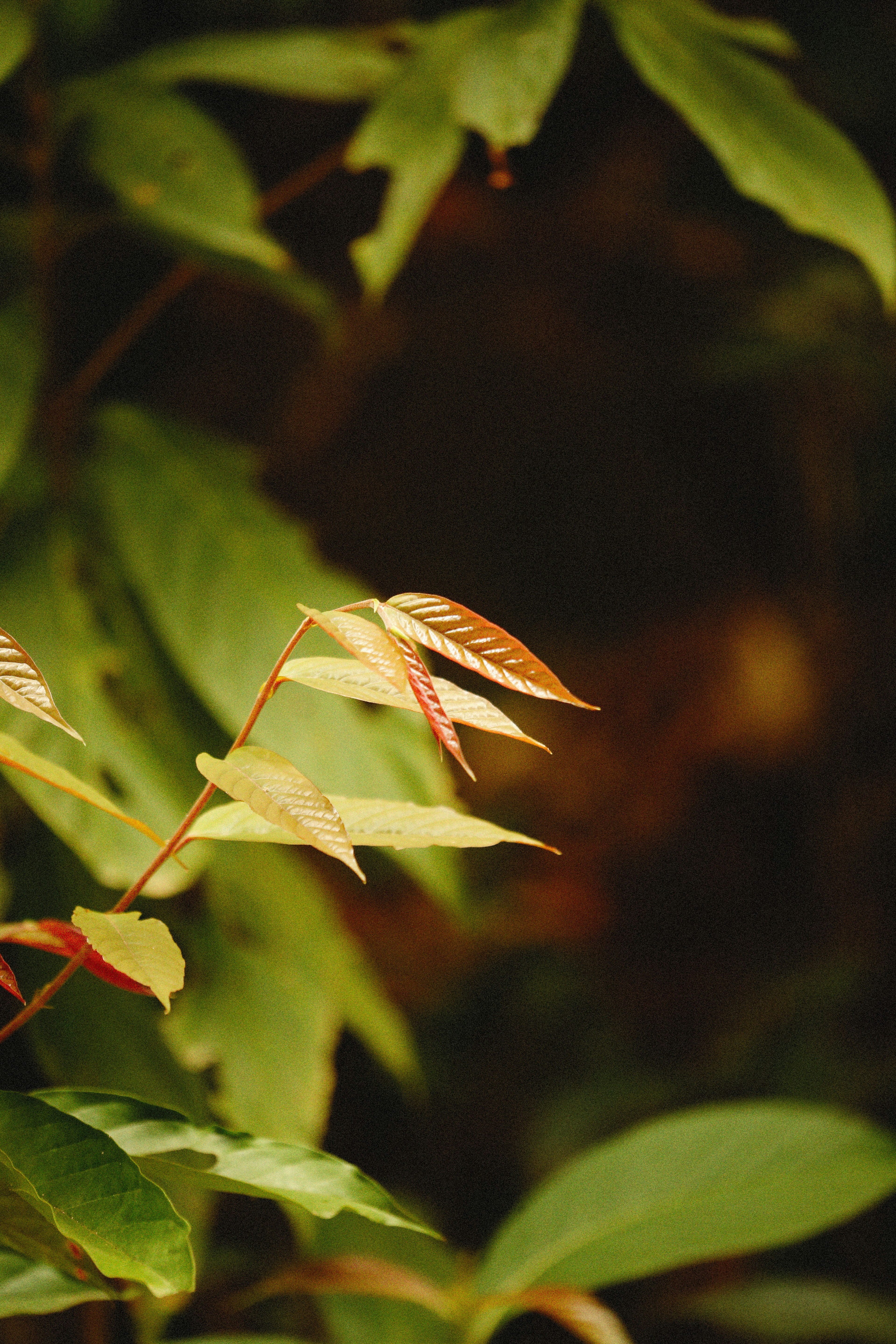 A close up of a plant with leaves photo – Free Leaf Image on Unsplash