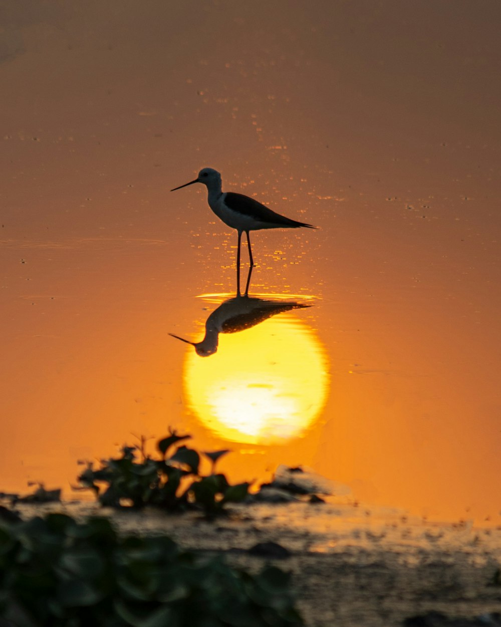 a couple of birds standing on top of a body of water