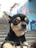 A small dog with large, expressive eyes and a black and tan coat is in focus, wearing a patterned collar. The background features a staircase with colorful street art and graffiti on the walls.