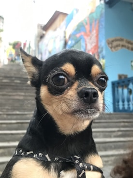 A small dog with large, expressive eyes and a black and tan coat is in focus, wearing a patterned collar. The background features a staircase with colorful street art and graffiti on the walls.