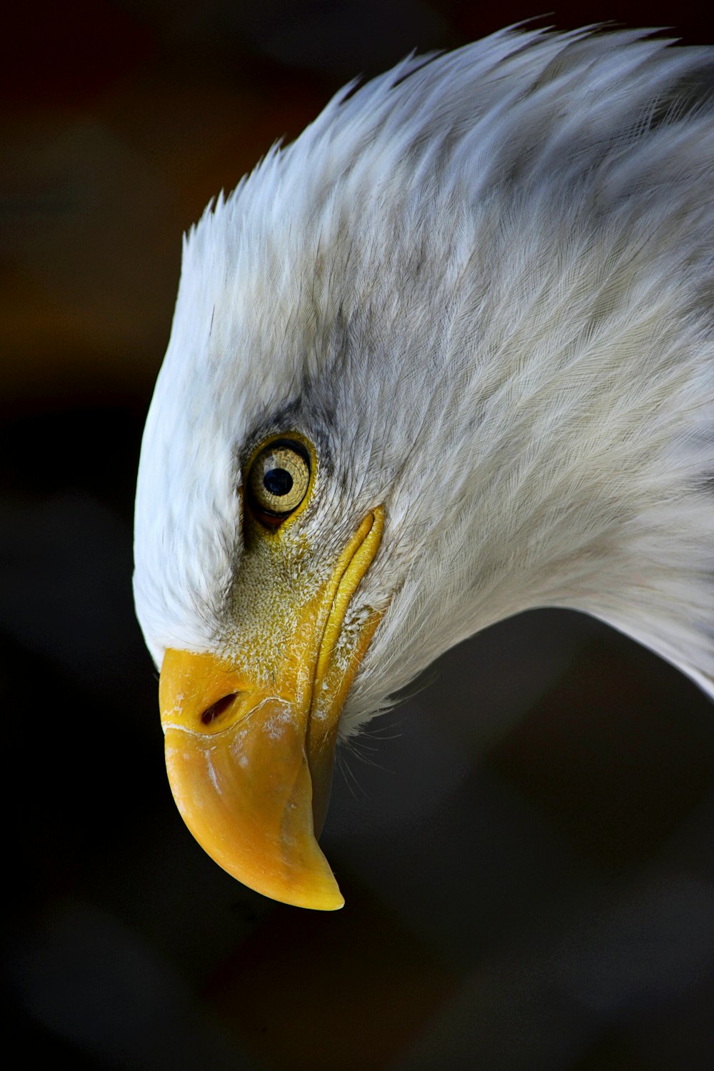 a close up of a bald eagle's head