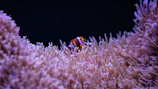Close-up of a playful clownfish peeking out from an anemone.