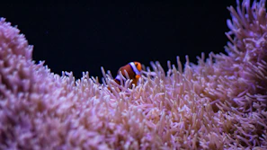 Close-up of a playful clownfish peeking out from an anemone.