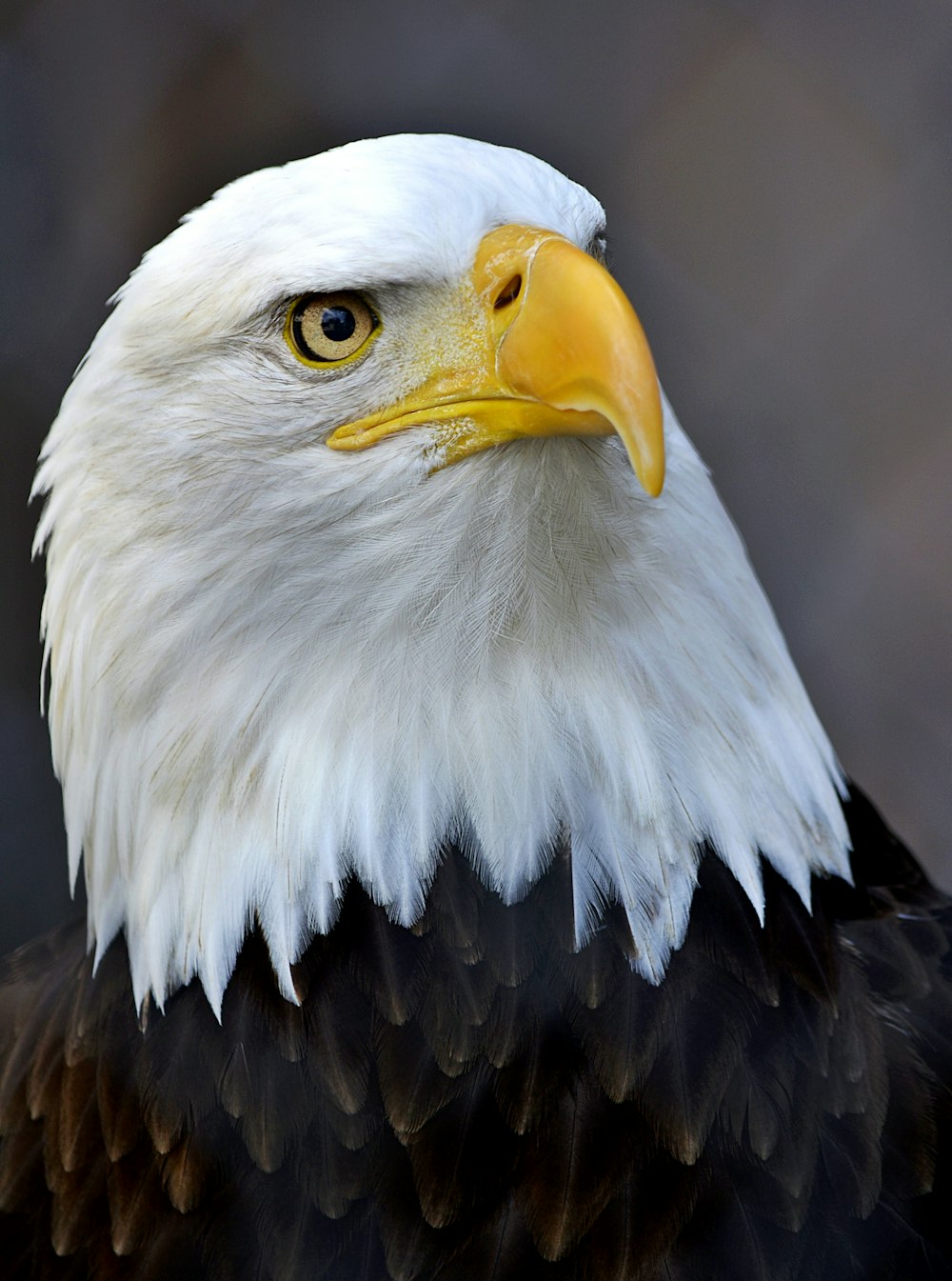 a close up of a bald eagle's head