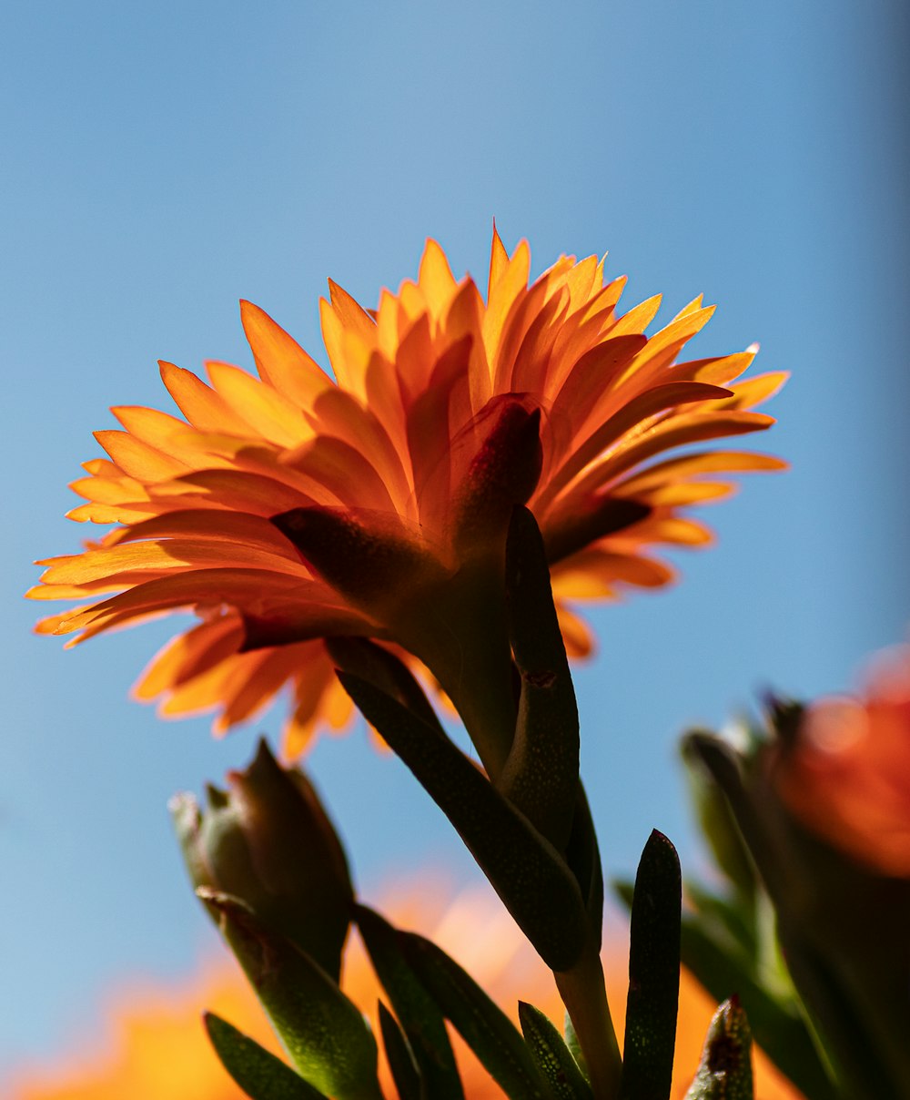 um close up de uma flor com um céu azul no fundo