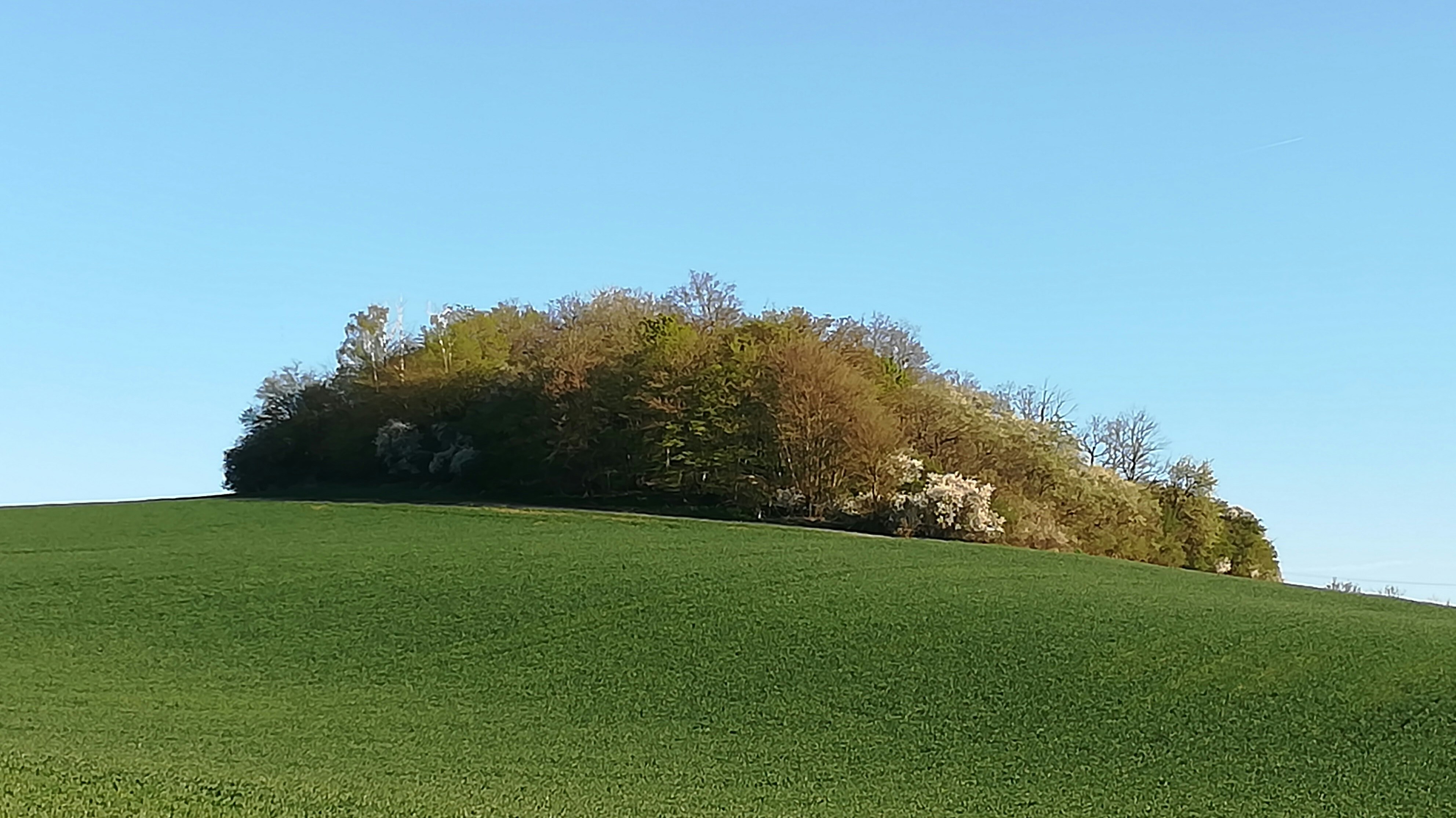 a green field with trees on top of it