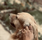 Close-up of a pet owner gently brushing a golden retriever's fur