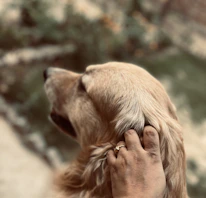Close-up of a dog owner gently petting their joyful golden retriever.