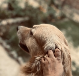 A happy pet parent grooming their golden retriever with gentle care.